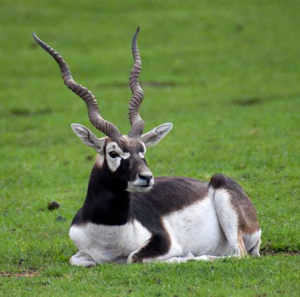 The blackbuck is one animal that has been imported so some parts of the country, mostly as a game animal.