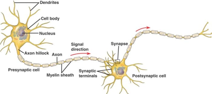 A neuron connected to another (postsynaptic cell) at their synaptic terminals.