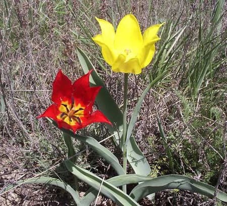 The History Of Tulips - HubPages