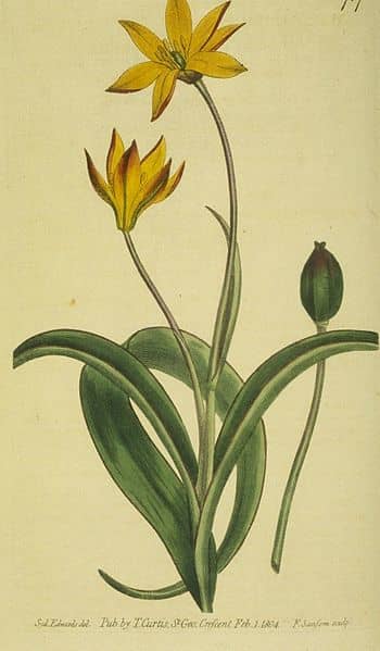 The History of Tulips - HubPages