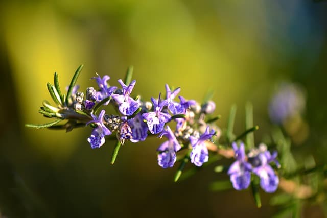 Prune them off your plants to encourage bushiness-- but DO NOT throw them away! They are awesome tasty!