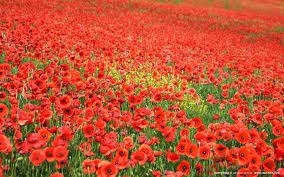 This brilliant flower has lead to untold suffering, addiction and death for thousands of years.