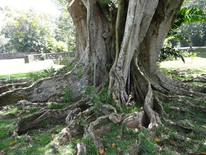 Indian Banyan Tree And Peepal Tree - HubPages