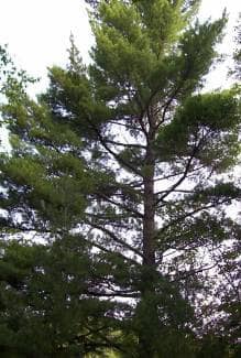 An Eastern White Pine in Arrowhead Provincial Park, Huntsville, Ontario, Canada. This species of pine tree is very important to the Haudenosaunee (Iroquois) people in the US and Canada.