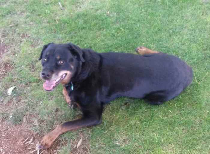 10 Causes of Dogs Vomiting Undigested Food PetHelpful