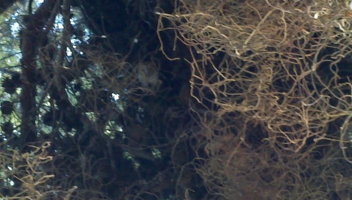 Our barn owl, in its home about twenty feet off of the ground, in the pine tree