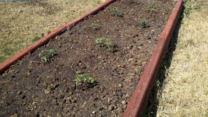 Little tomato plants enjoying their new spacious home in a raised vegetable garden bed