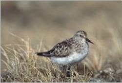 Baird's Sandpiper