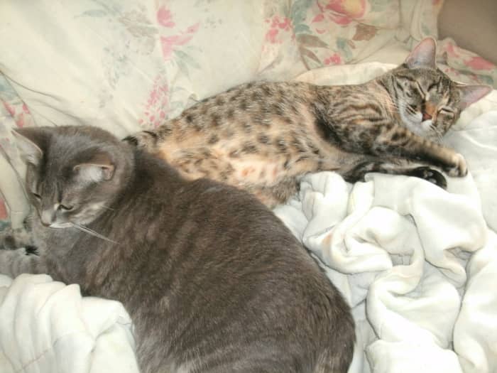 Our cats absolutely love our king-sized bed and it's been hard to keep them out of here! Here is a shot of our two cats, Jo and Shiloh, sleeping on our bed.