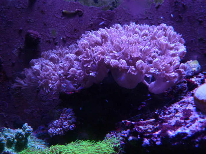 The same colony, after LEDs. In between the first and the second picture, the colony almost completely crashed; I lost probably 2/3s of the original colony about six weeks before this picture was taken.