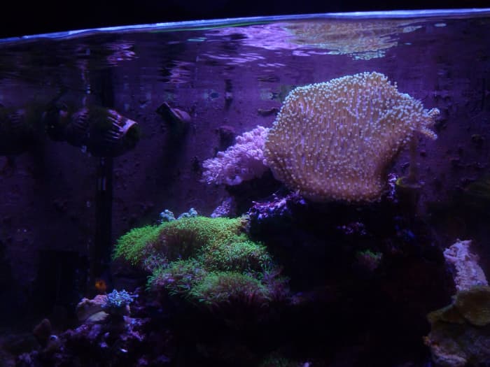 A wider view of the toadstool, just for some perspective. This coral has gotten so gigantic I've had to move some of my other corals because it was blocking their light.