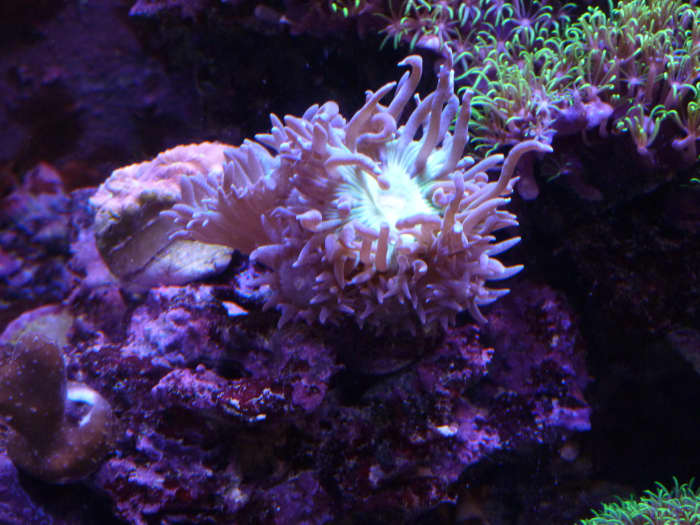 Same coral after four months of LEDs. There's so many heads there, it's hard to tell where one ends and one begins.