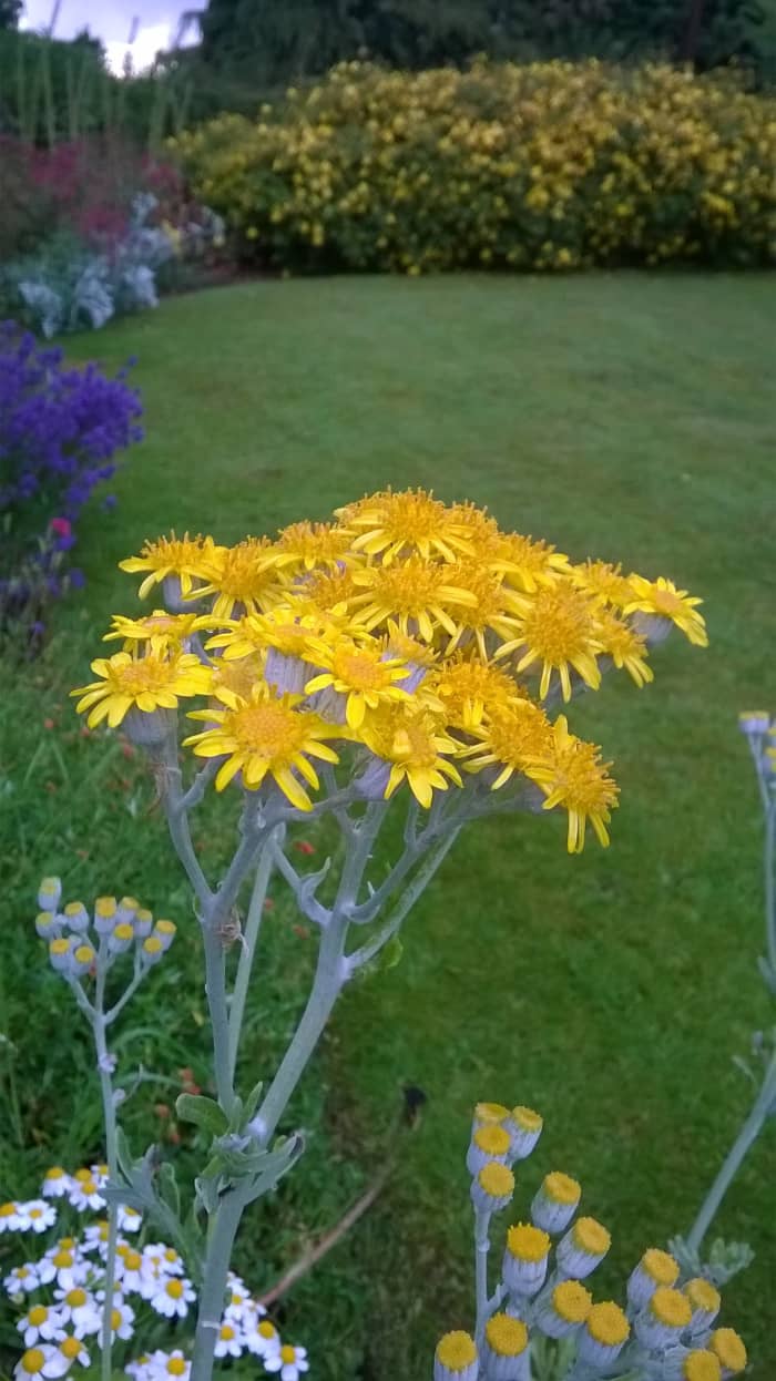 Silver Ragwort (Dusty Miller ). I collected some seed from the seaside and grew them in my garden.
