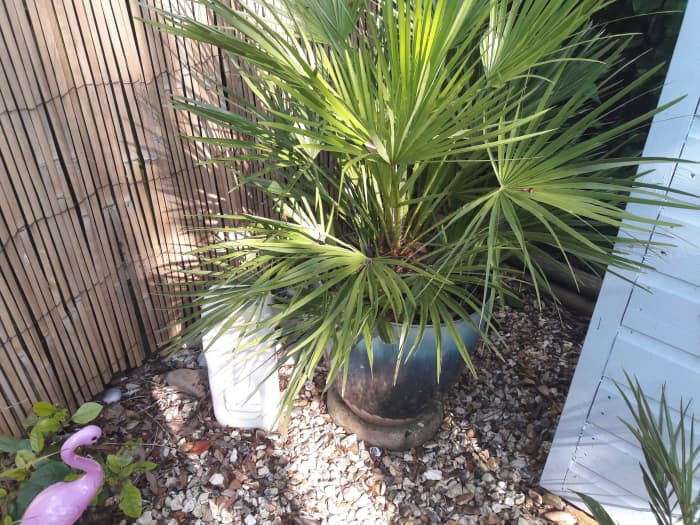 Tropical palm tree outside beach hut themed summerhouse with a solar powered flamingo light.