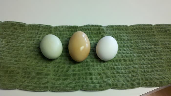 Two eggs from our chickens next to a regular store-bought white one.