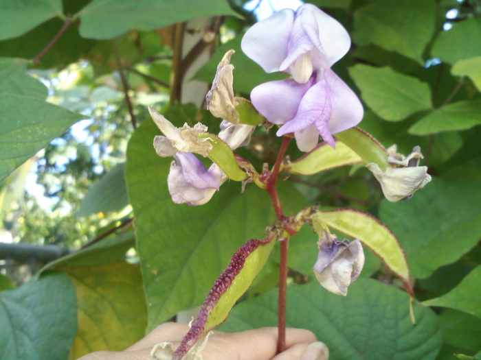 Hyacinth Bean Growing Bataw and Its Health Benefits HubPages
