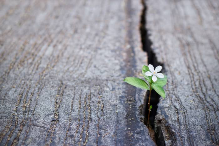 A white flower working on its aim to grows even through a crack in the ground.