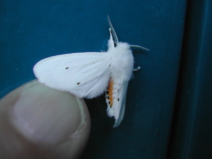 Moth Identification Guide (With Photos) - Owlcation