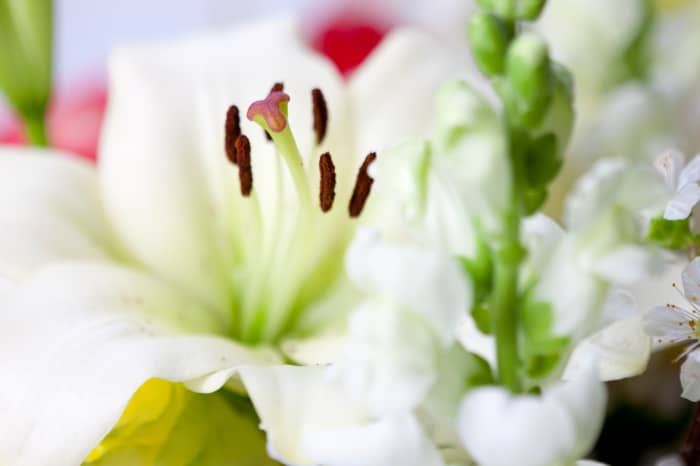 This article will cover a handful of different types of lilies and provide information on how to grow them.