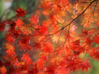 Poster captures the beauty of fall leaves. Eventually they fall and needed to be removed from a lawn.