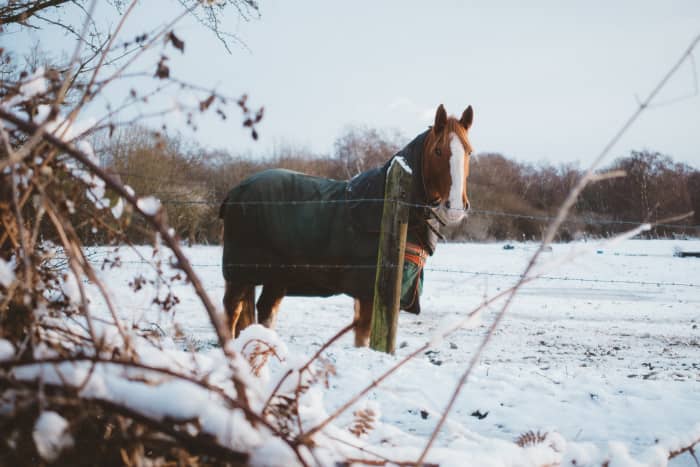 Лошадь с одеялом зимой