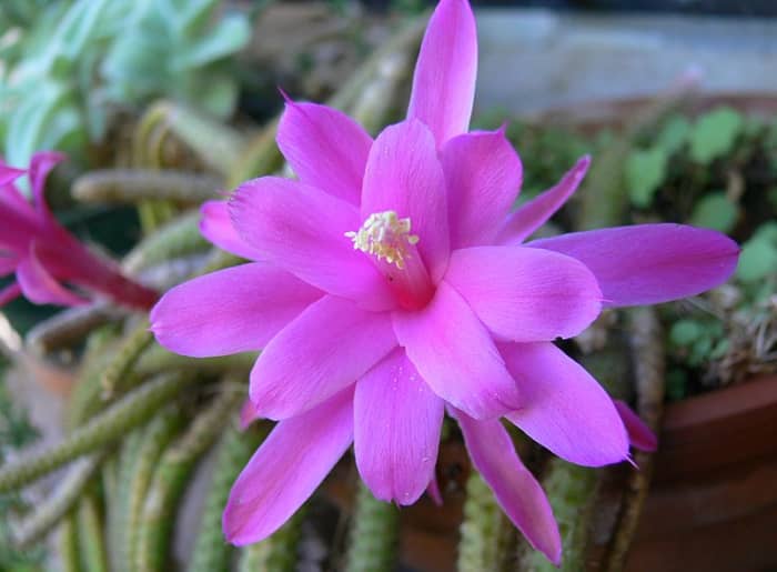 How to Grow Rat Tail Cactus - Dengarden