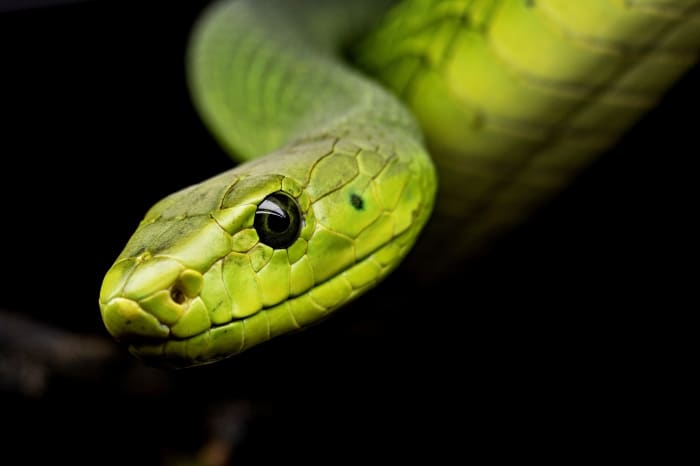 A snake, which is a metaphor that symbolizes n unjust system of government in the song Head of the Snake.