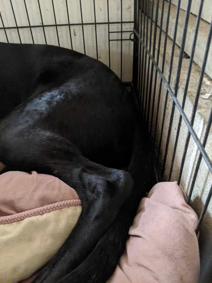 Neutering the Labrador Retriever HubPages