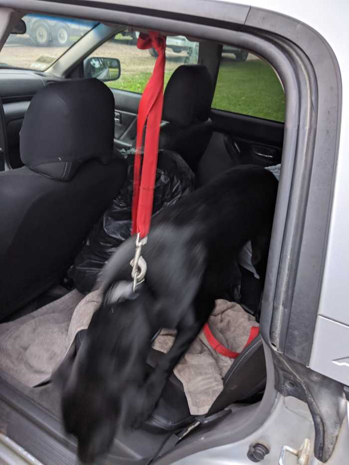 Neutering the Labrador Retriever HubPages