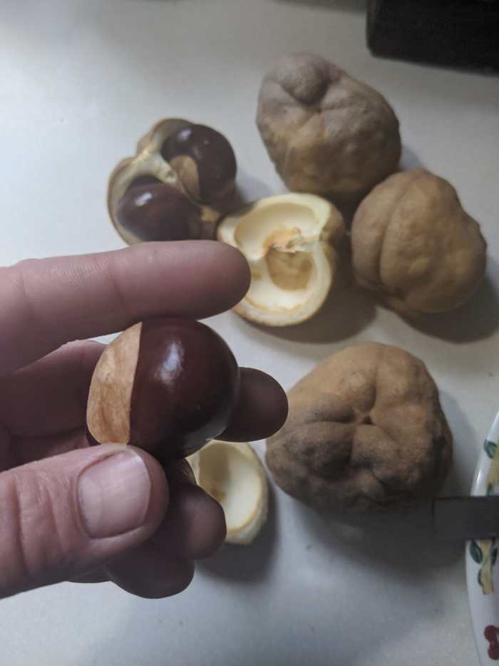 Horse Chestnut Seeds Trying to Germinate HubPages