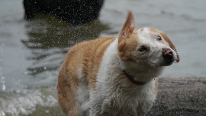 Who doesn't enjoy a good shake after a bath? No towels required!