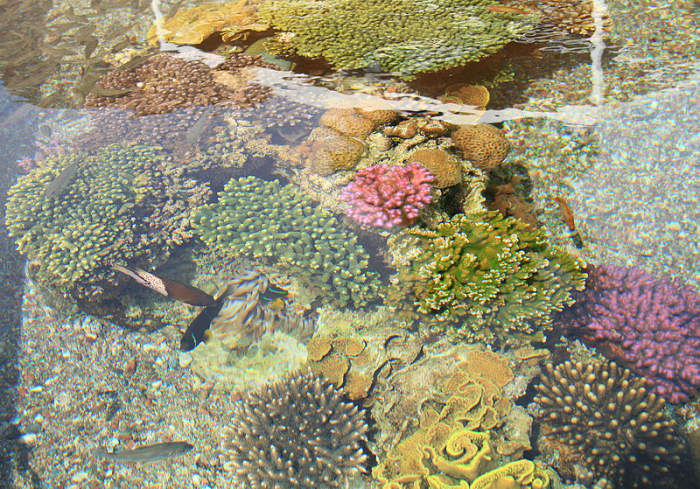 Israeli corals near Eilat, at the head of the Gulf of Aqaba. Image by Ludwig14, courtesy Wikimedia Commons.