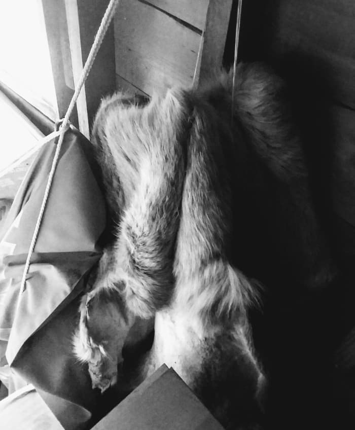 This is a deer hide I fleshed during mid-winter. From this and a partial tanning process, I discovered that even a soaking wet hide, when placed on your lap, can help you retain body heat.