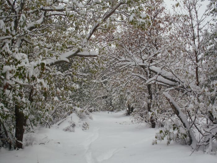 The driveway, which was built for Model T cars. Being nothing like a straight shot, it makes me feel cozy and hidden.