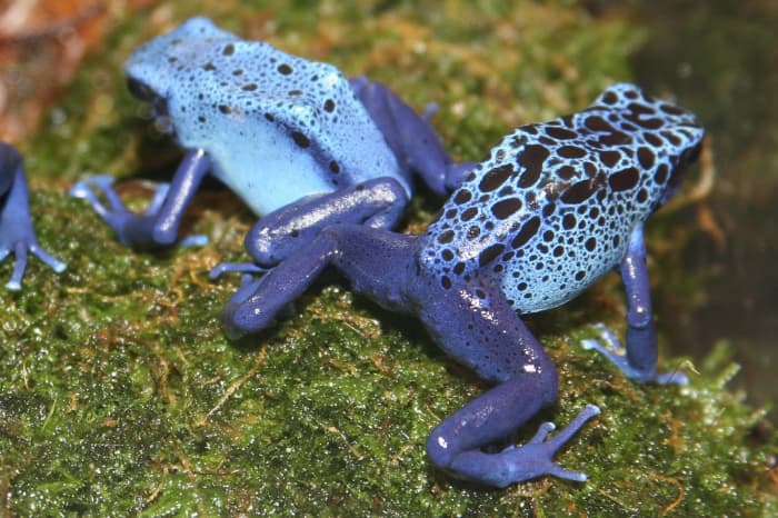 Blue Poison Dart Frog - The glands of poisonous alkaloids located in the skin serve as a defense mechanism to potential predators.