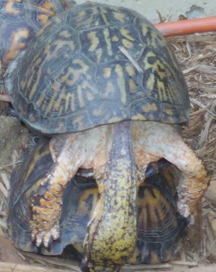 What You Should Know About Eastern Box Turtles - Hubpages