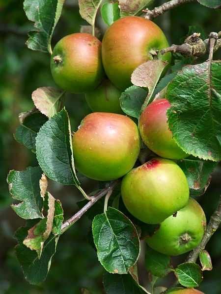 Health Benefits of Apples: Preventing Alzheimer's and Averting Asthma