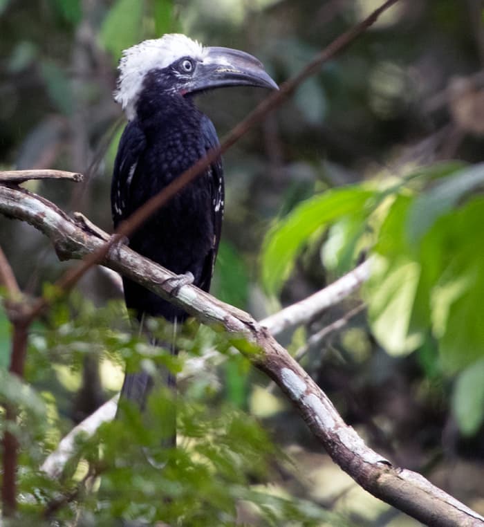 The white-crested hornbill Tropicranus albocristatus is one of several species of hornbill living in Odzala-Kokoua National Park. Photo: Matt Feierabend