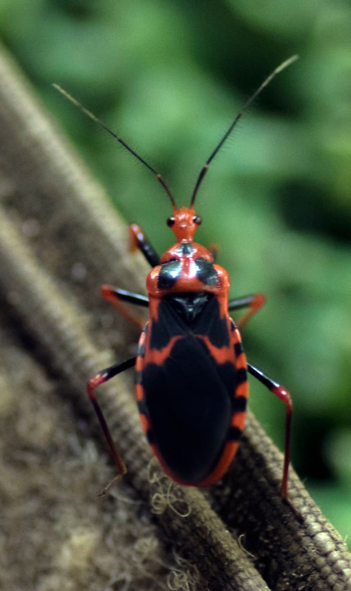 This groovy beetle is only one of the amazing creatures to be seen in the rainforests of the Congo Basin. Photo: Matt Feierabend