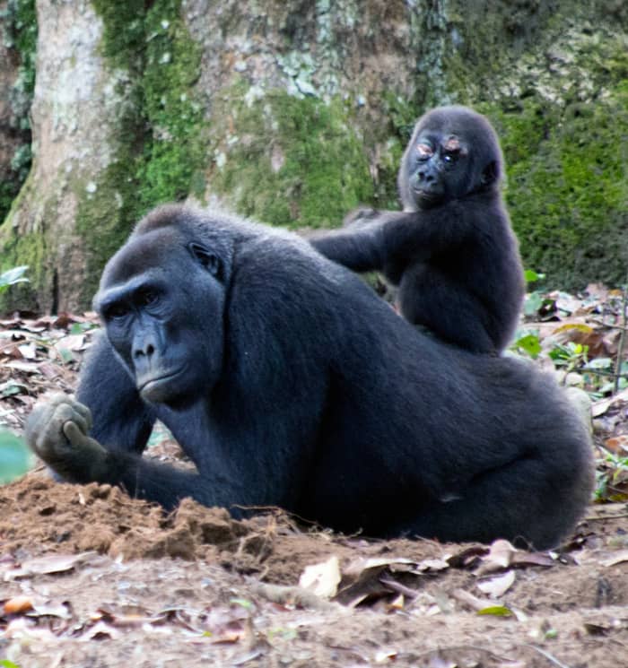 This poor baby gorilla from the Jupiter pack looks as if he or she has hurt one eye. Photo: Di Robinson