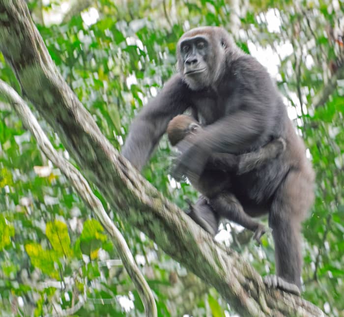 Nona, alpha female of the Neptune pack, high in the canopy with her lovely baby. Photo: Matt Feierabend