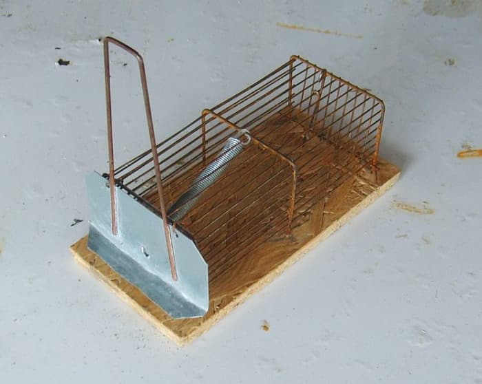 A simple catch and release trap model. Used properly, this design is much more welfare-friendly than poison traps, electric traps, glue traps, or snap traps