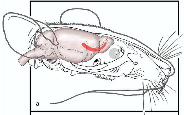 For mice to feel pain they must have a higher brain center, nociceptors, neurotransmitters, and appropriate connecting pain pathways throughout the nervous system.