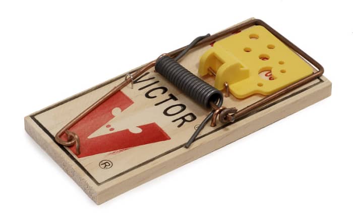 A snap trap, which may catch a mouse tail or foot, causing the mouse to gnaw itself free, or trap the mouse without killing it, leading to immobilization and starvation.