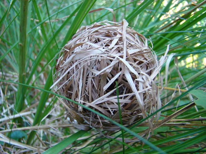 Nesting materials offer mice a sense of security and may help lower stress levels, promote healthy weight, and enhance body temperature regulation.
