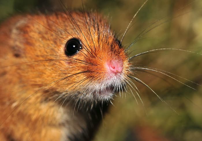 Mice show a natural aversion to brightly illuminated areas; traps should shield eyes from strong surrounding light.