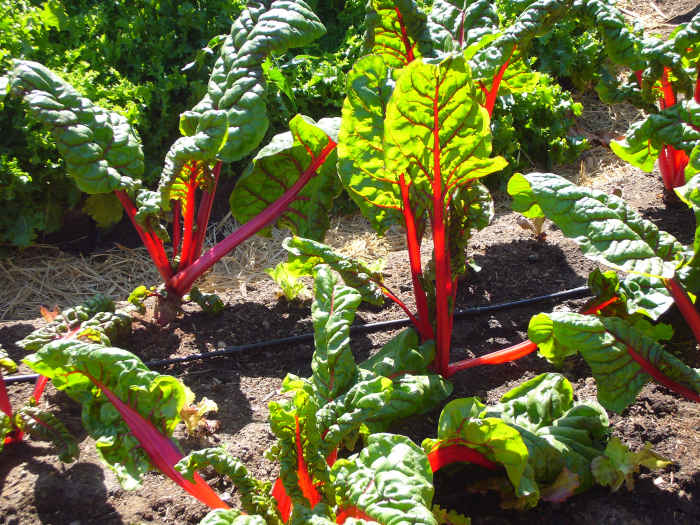 Swiss chard has a bright red stem and red-veined leaves. It's a beautiful plant that makes a distinctively flavored dish.