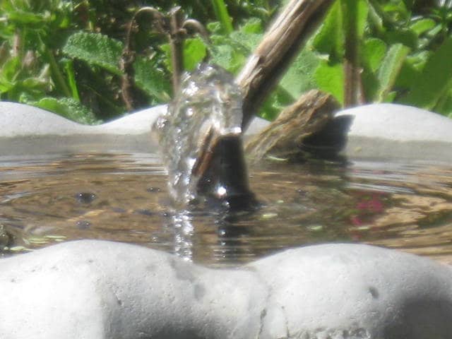 Keeping the birdbath will be an easy maintenance task with the leveler shared in this article.