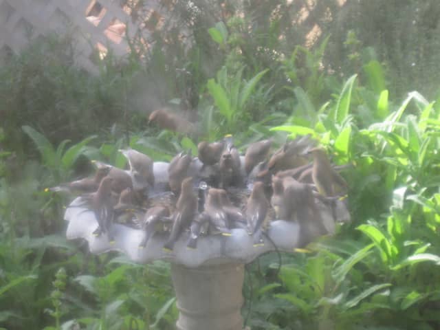 Sometimes they arrive in a flurry. This Bohemian Waxwings flurry is called a "ear-full" and a "museum" of waxwings. Times like this they will drink the birdbath dry in a few moments.