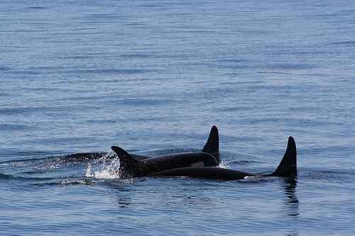 Two Orcas lifting a baby Orca to the surface, a heart-touching display of caring